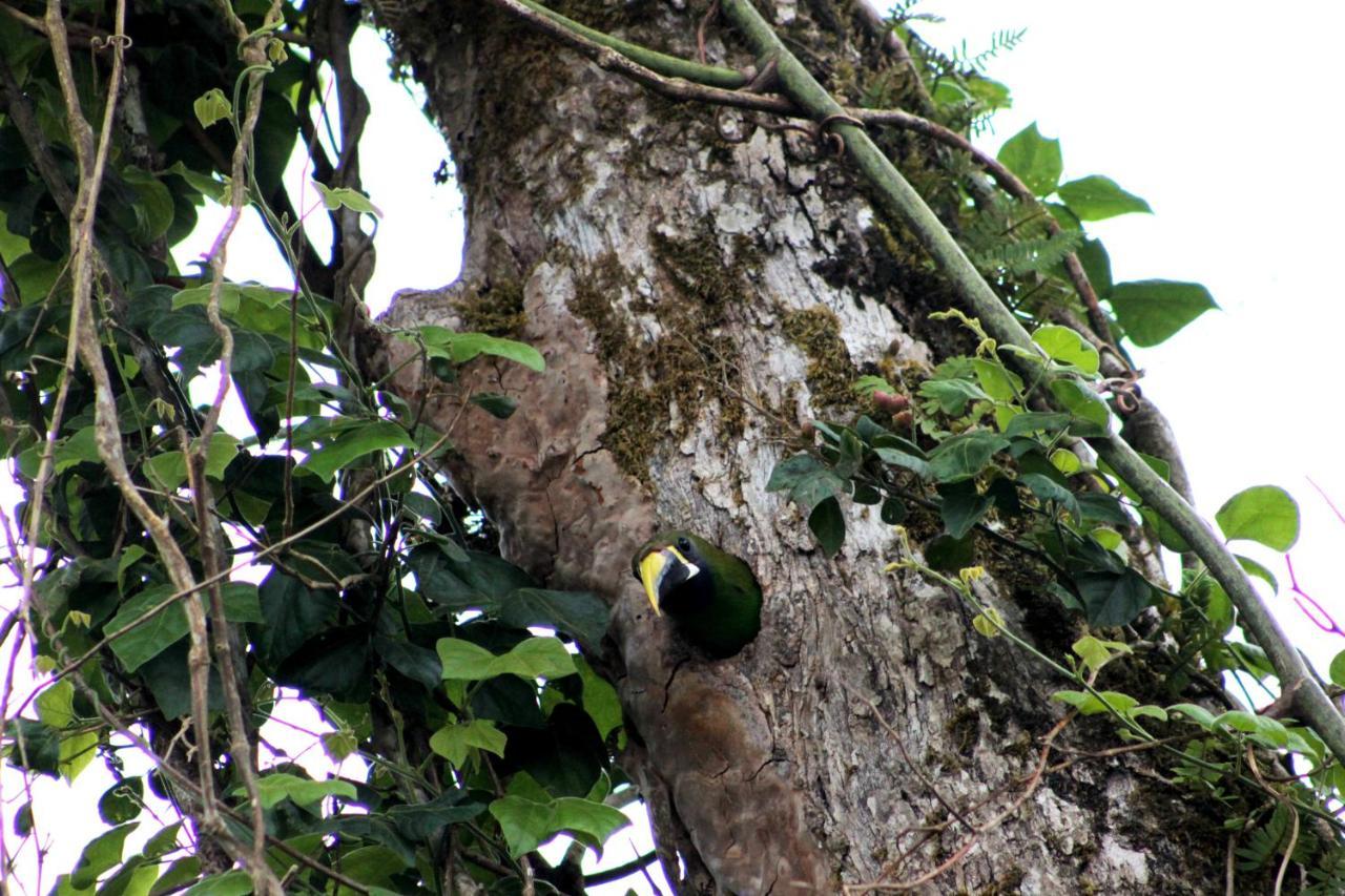 Hotel Bosque Verde Lodge Monteverde Ngoại thất bức ảnh
