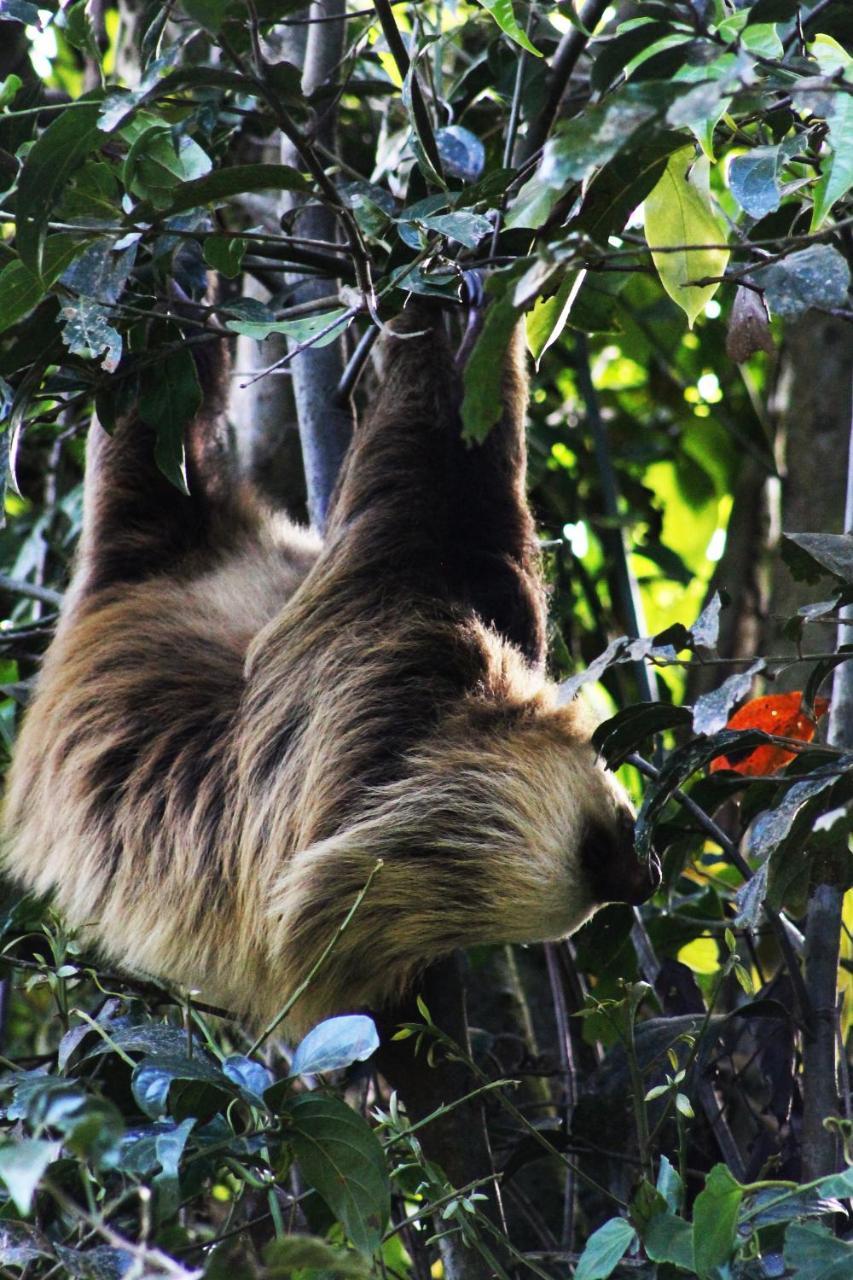 Hotel Bosque Verde Lodge Monteverde Ngoại thất bức ảnh