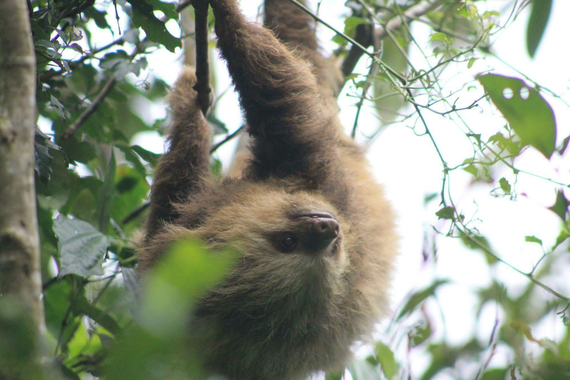 Hotel Bosque Verde Lodge Monteverde Ngoại thất bức ảnh