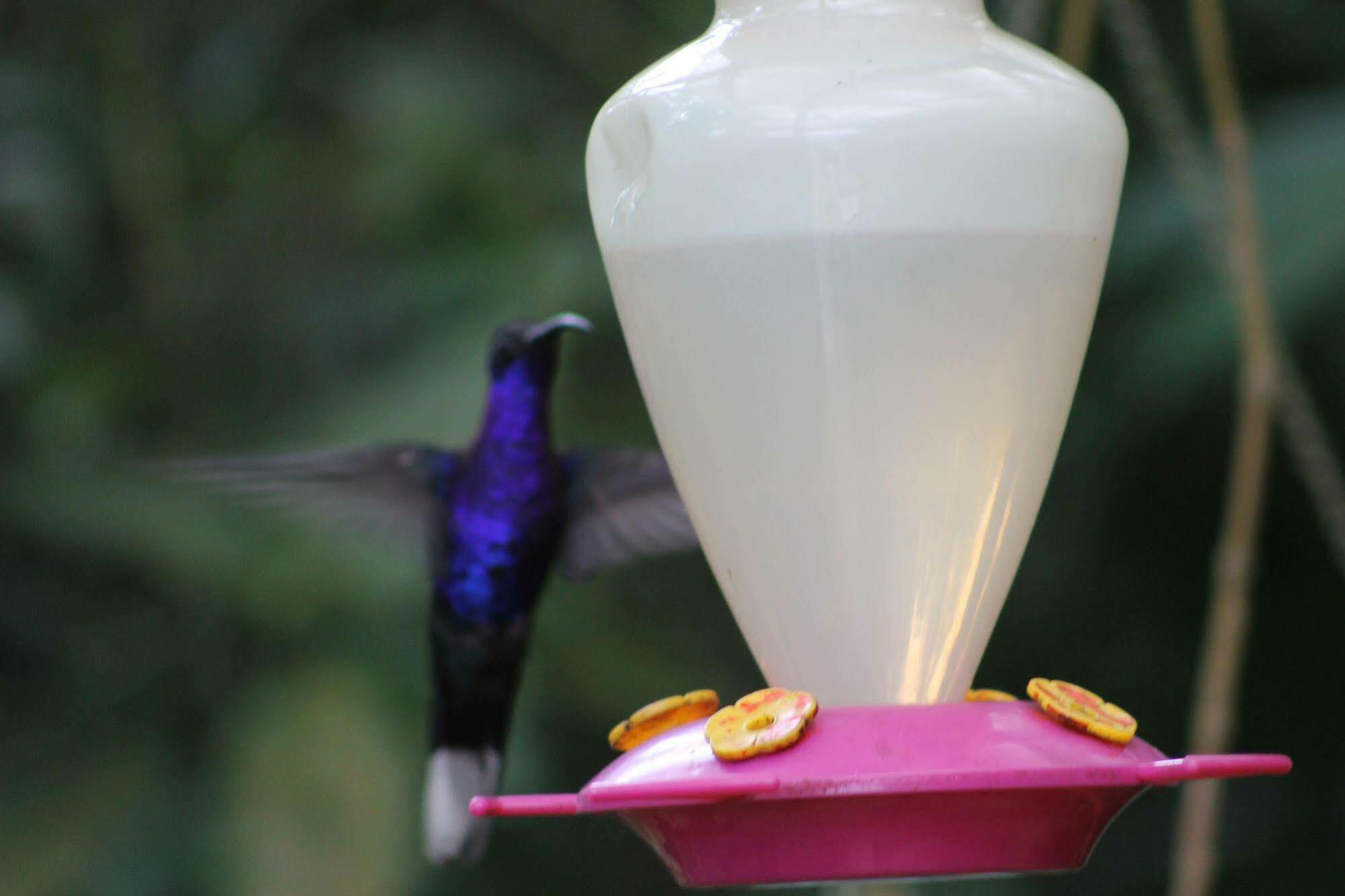 Hotel Bosque Verde Lodge Monteverde Ngoại thất bức ảnh