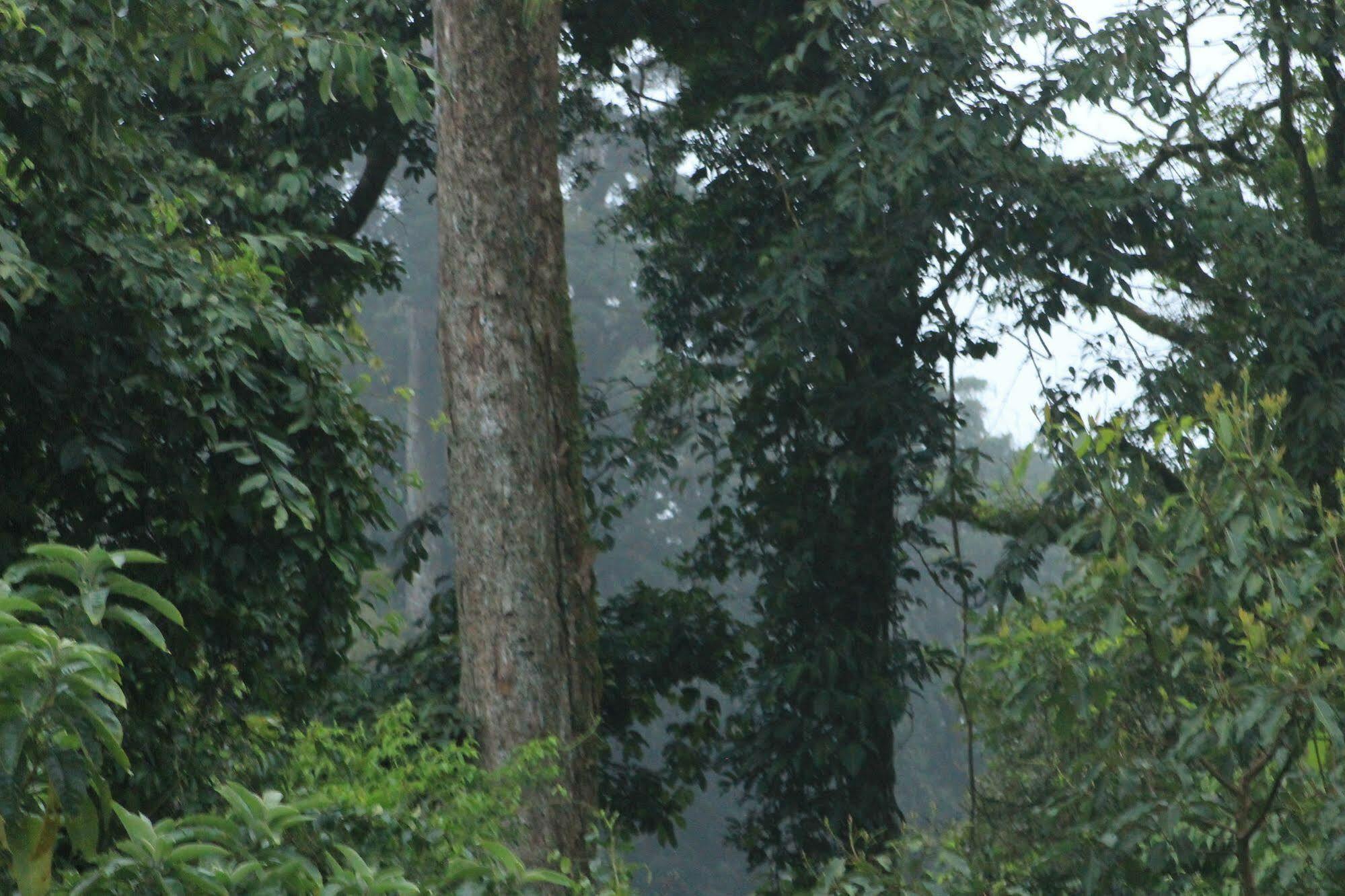 Hotel Bosque Verde Lodge Monteverde Ngoại thất bức ảnh
